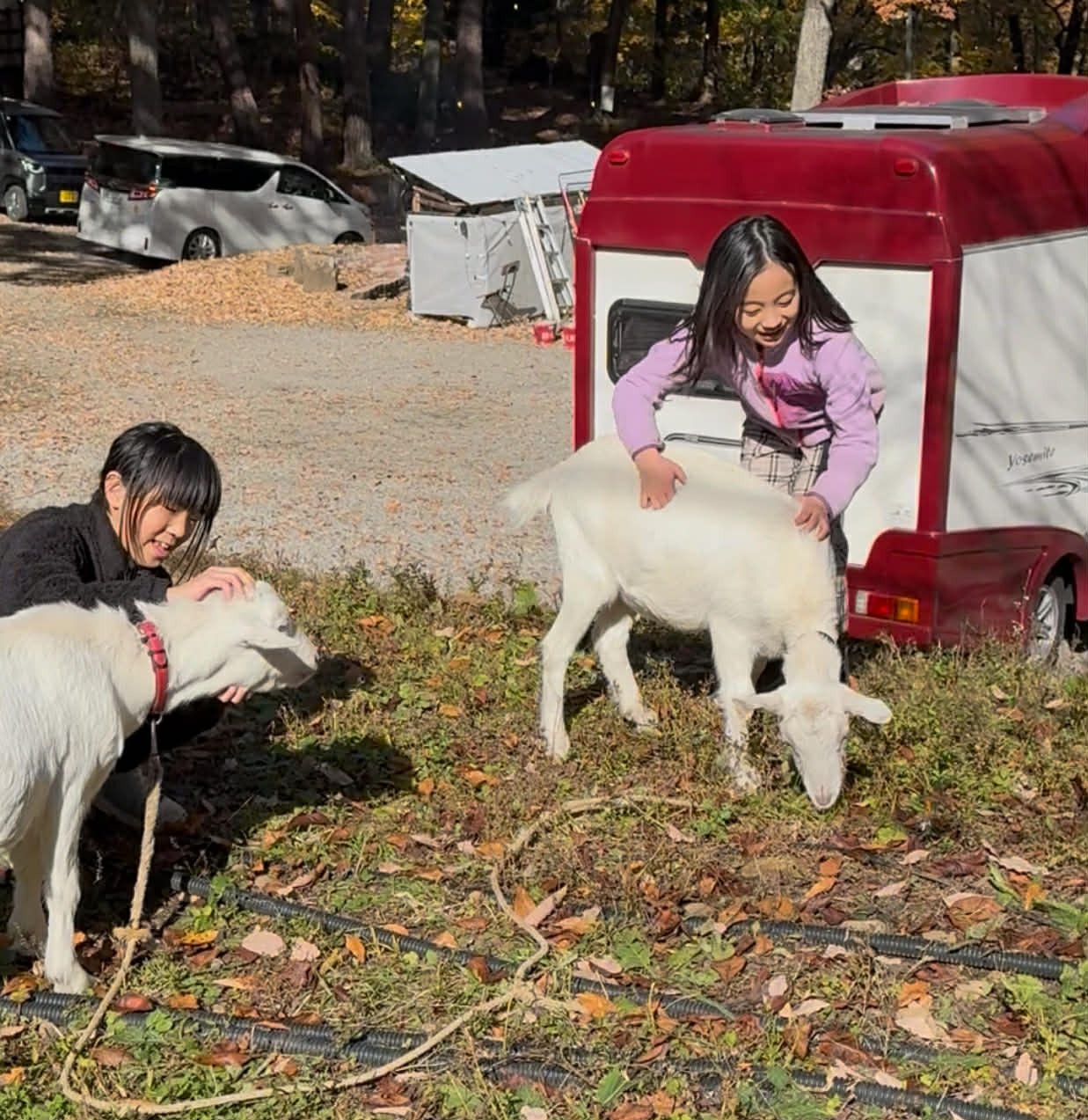 写真(7):ヤギ放牧で下草がない状態