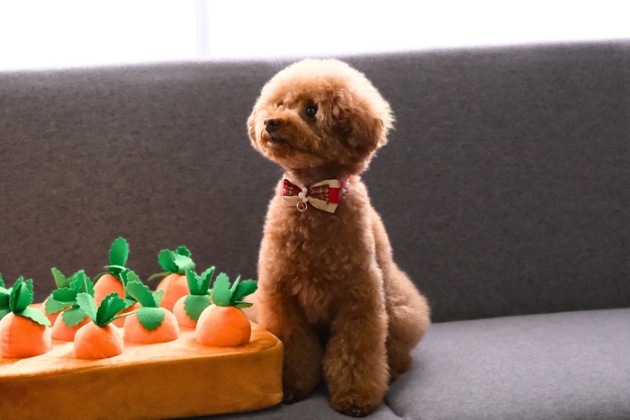 出品予定の人気商品「ふわふわ大収穫!ぬいぐるみ畑」は、愛犬の早食い防止や嗅覚トレーニングにぴったり。