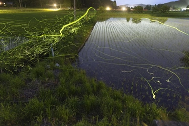 星蛍の幻想を切り撮る　宿泊プランを実施
