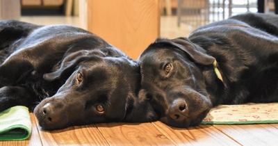 48IPB1cY44PTfcdPyt98.jpeg?w=940&h=940