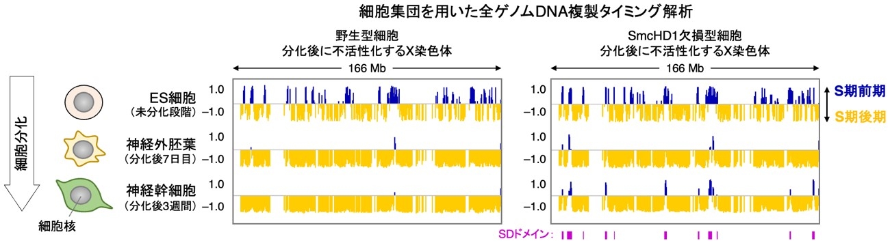 図2 野生型およびSmcHD1欠損型細胞の不活性X染色体の複製プロファイリング
