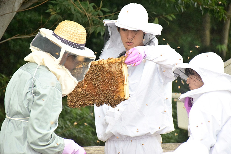 八王子キャンパスで養蜂