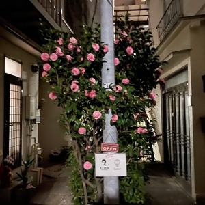 こちらの花を目印にご来店下さい　