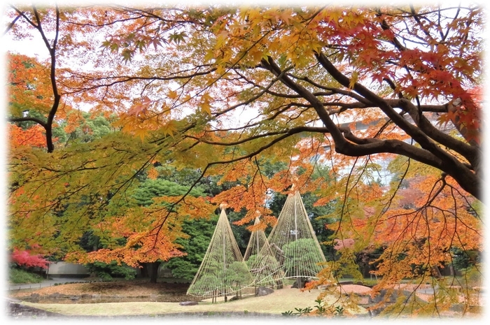 紅葉期の園内(昨年の様子)