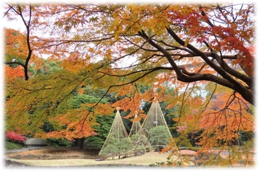 都立９庭園で最大級の紅葉を満喫！ 小石川後楽園「深山紅葉を楽しむ」を11/22(土)から開催