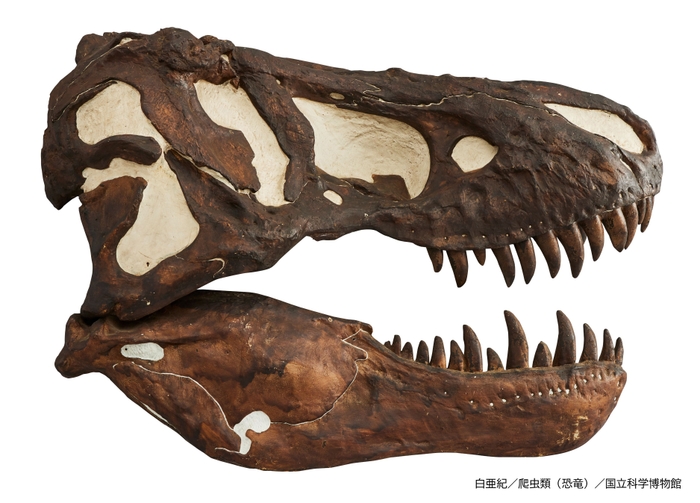 ティラノサウルス(レプリカ)