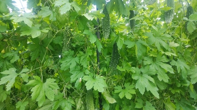 4PG3q6AfpLSuGvGORDAZ.jpg?w=940&h=940