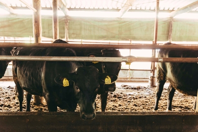 4QPUBXBojnJjZaXoN2p8.jpg?w=940&h=940