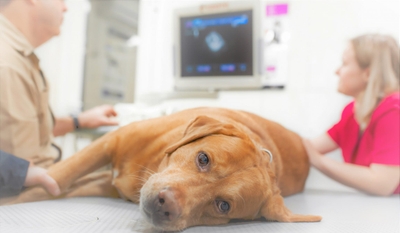 4RSftrKB8kegJxsYM2rF.jpeg?w=940&h=940