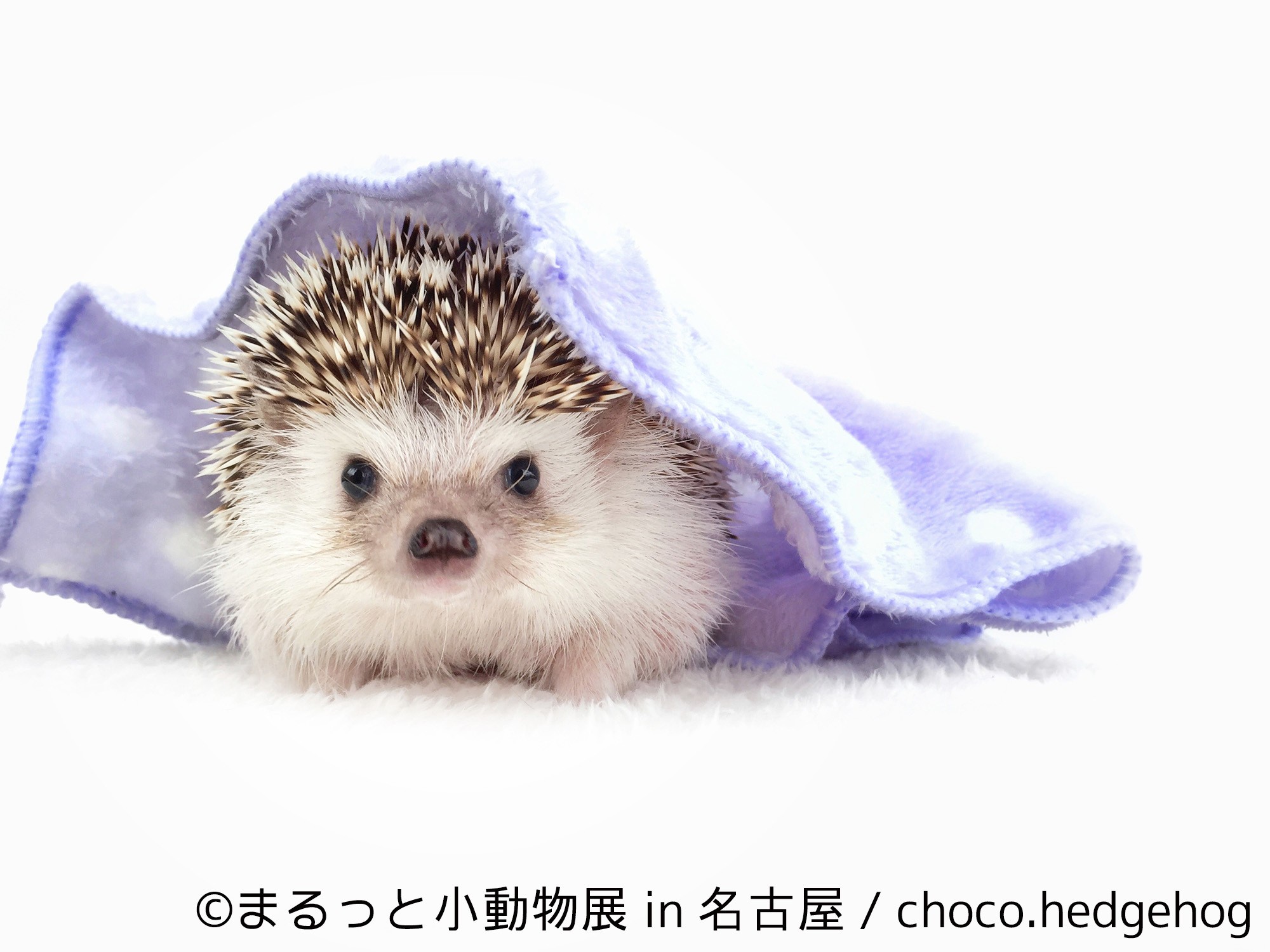 ハリ・ハム・リス・モモンガで新年初癒し！「まるっと小動物展」 初の