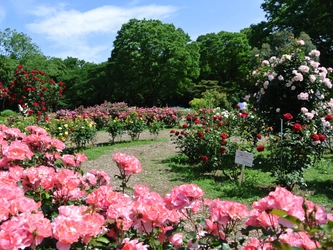 5/4(日・祝)に代々木公園で「春のバラフェスタ」を開催！都心の青空の下で、色とりどりの春バラを楽しめる