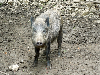 4WVOGJ9iiYXiCIyQjeCq.jpg?w=940&h=940