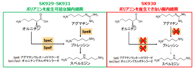 図2　実験に用いた腸内細菌のポリアミン生合成経路