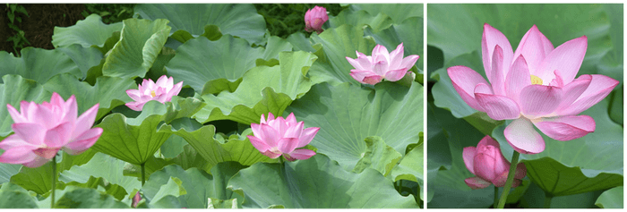 ハス最盛期の様子