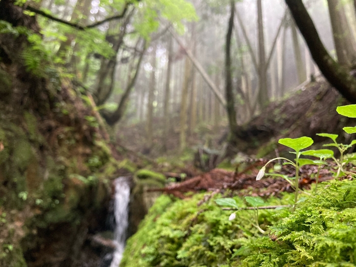 ＃The outdoor rice 水源(1)