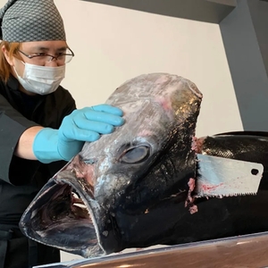 4iX9OHTBzWieJBth1s18.jpeg?w=940&h=940