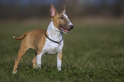 4itN9HrcqSwwBGl7q7Ig.jpeg?w=940&h=940