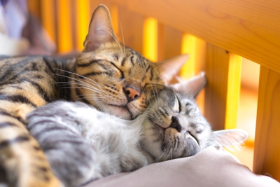 4nY1Fj9GABrgWg6alYli.jpg?w=940&h=940