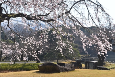 小石川後楽園シダレザクラ（過去最盛期の様子）