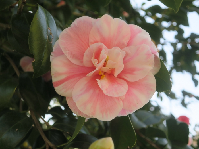 日月(ジツゲツ)