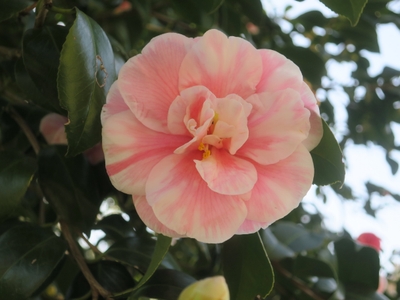 日月（ジツゲツ）