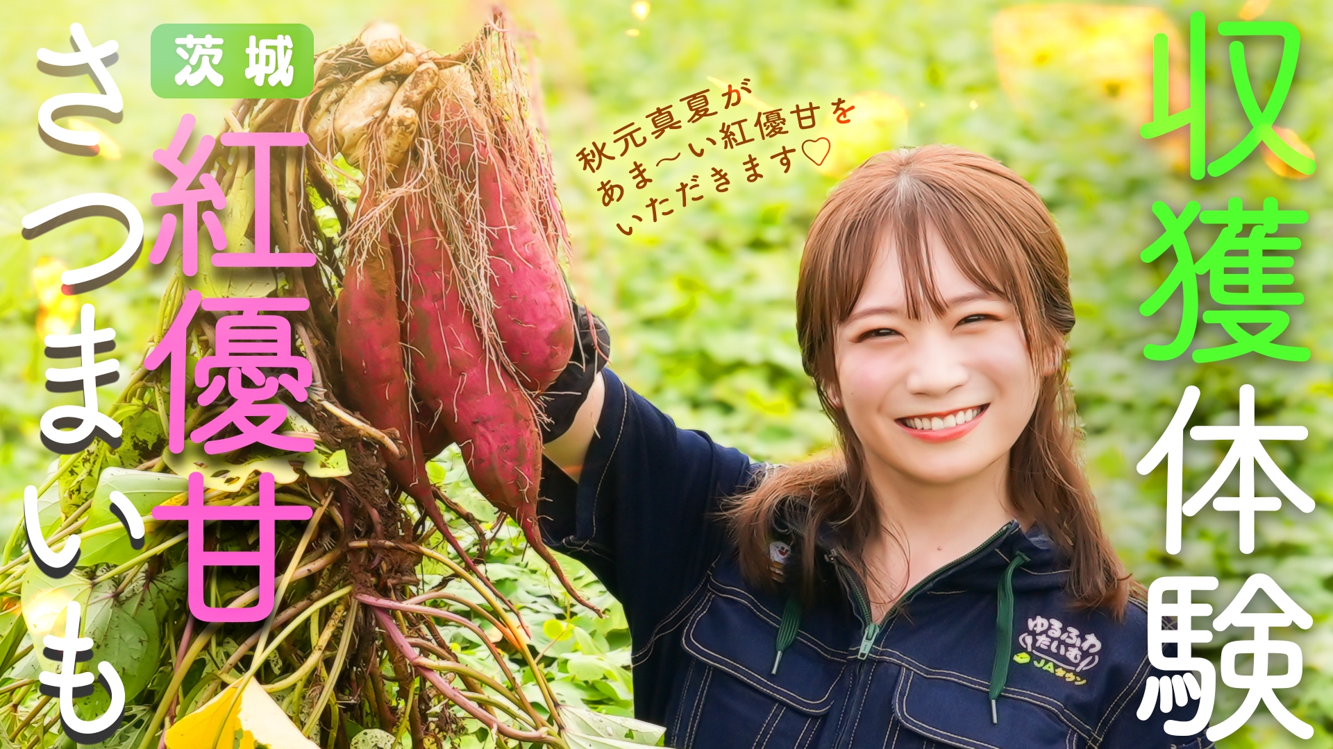 秋元真夏が天皇杯を受賞した紅優甘の産地を訪問! 茨城が誇るさつまいもを収穫!