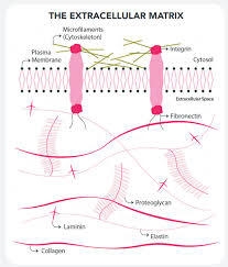 4tOTc7XQ8pvJzP1ptjqb.jpg?w=940&h=940