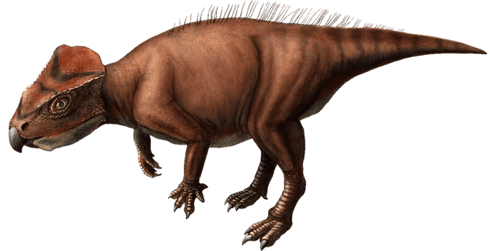 ササヤマグノームスの復元画(©Kanon Tanaka_田中花音)