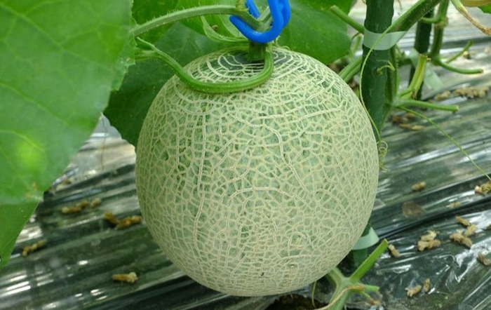 なら近大農法で生産されたメロン