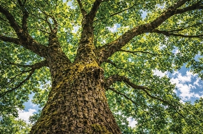 4zbuBdz4y0FLHZy9qqxX.jpg?w=940&h=940