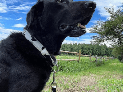 511r1lBmjGh84kJ0epjK.png?w=940&h=940