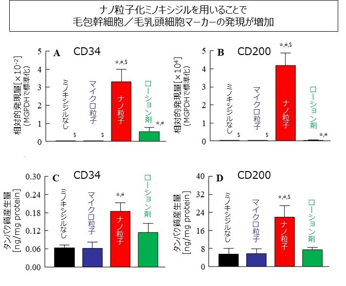 図4 (A、B)遺伝子発現量および(C、D)タンパク質産生量の評価 N=8-13、*p < 0.05 vsミノキシジルなし,#p < 0.05 vsマイクロ粒子、$p < 0.05 vsローション剤 出展:Biol. Pharm. Bull., 47(12), 2024.(一部改変)