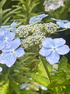 54i5AHWKu3yB11aCpFfL.JPG?w=940&h=940