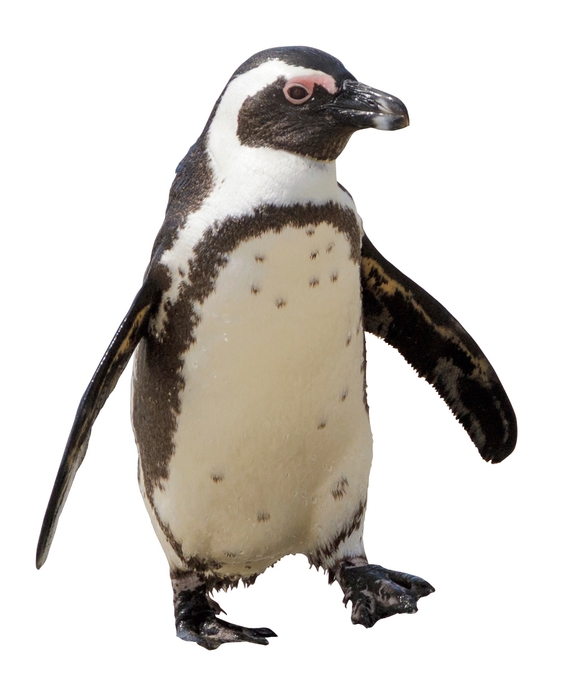 ペンギンがやってくる!