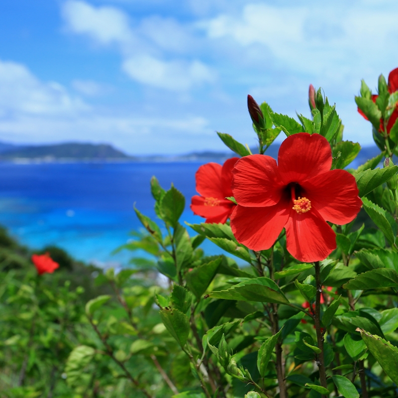 1年中咲いているハイビスカス