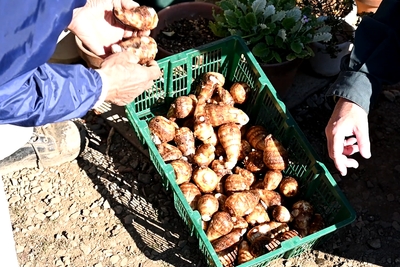 ④土がすっかり落ちました！