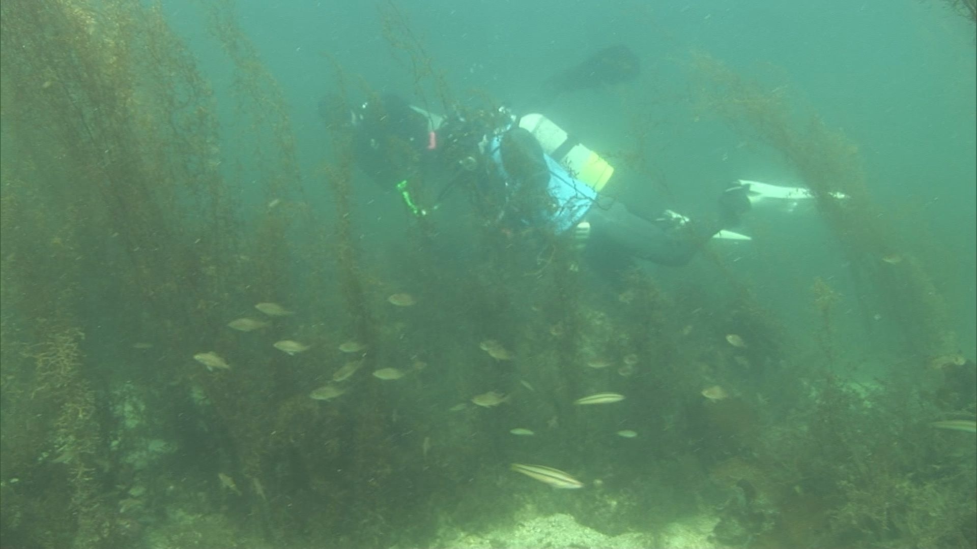 ホンダワラの林