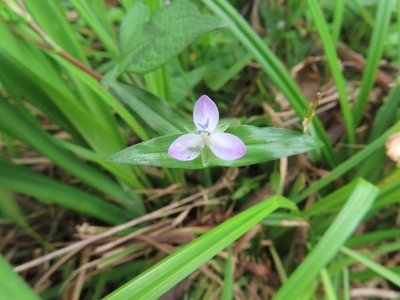 涼し気な色のイボクサ
