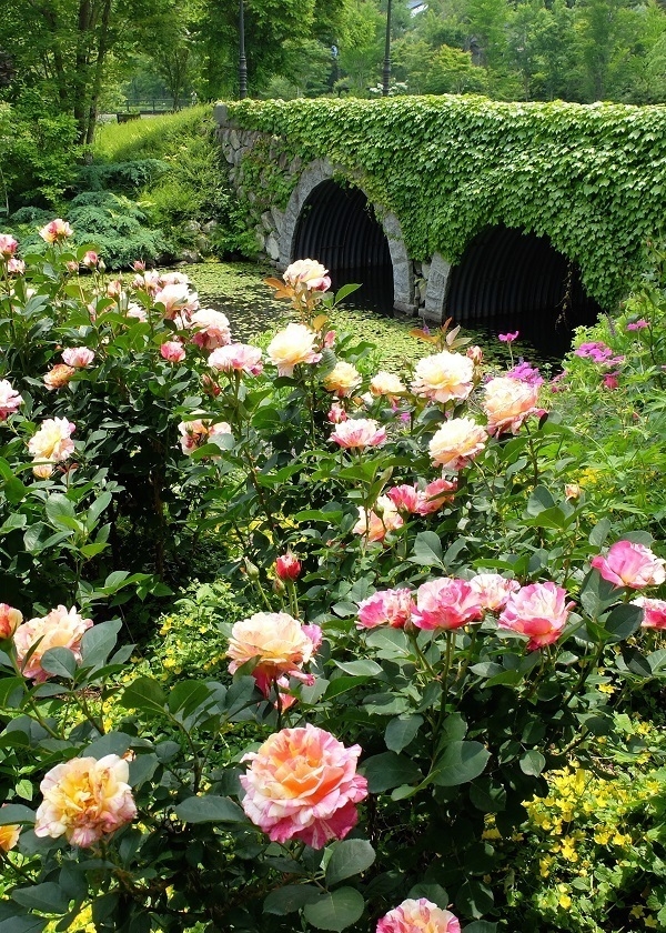 ローズシーズン3