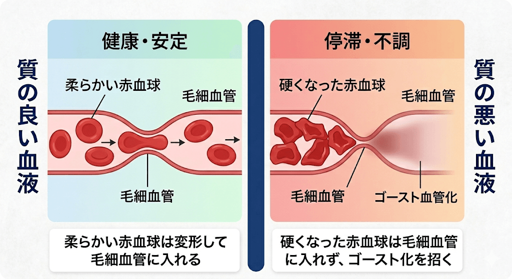 血液の質が健康と寿命を左右する──その鍵は"呼吸の質"にあった　（血液シリーズ第１回）