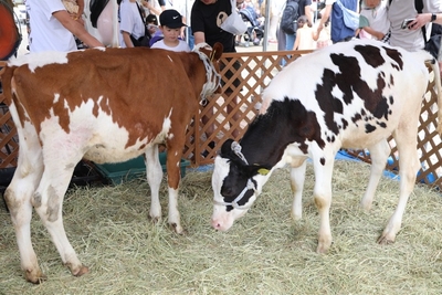 5UcBd2RYKzq4AxvJij6L.jpeg?w=940&h=940