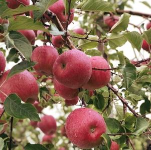 5V6UydOlI92fz9uEfHot.jpg?w=940&h=940