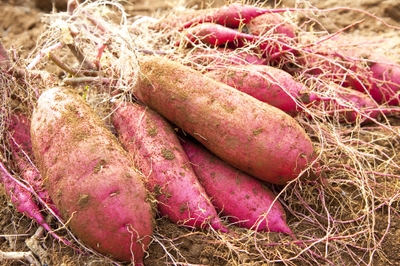 5VexNOV8OFEQQo3vxHQL.jpg?w=940&h=940