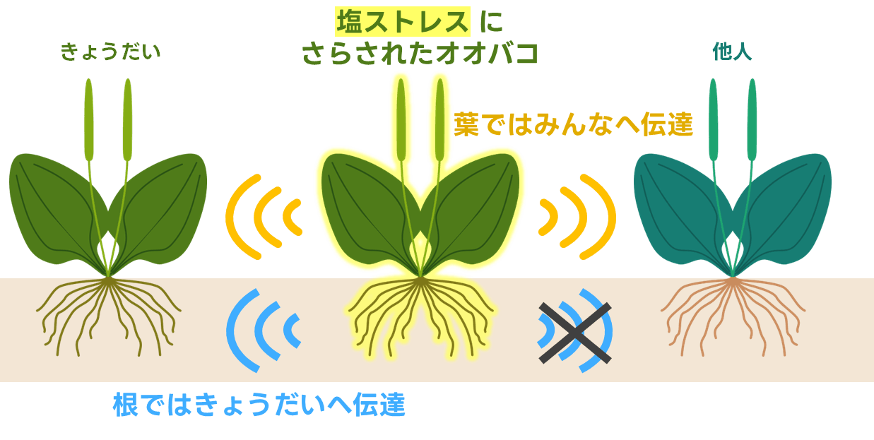 図1.研究成果の概念図