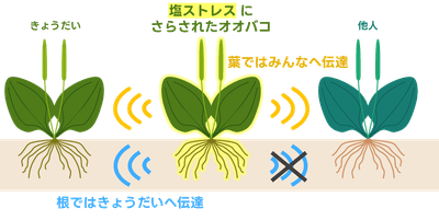 図１．研究成果の概念図
