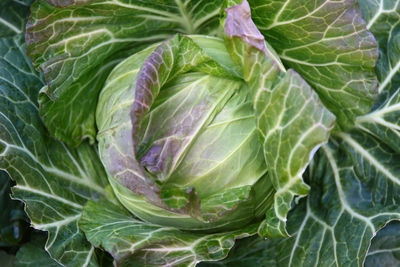 5gBZrAu4G20pgfbKBc2u.JPG?w=940&h=940