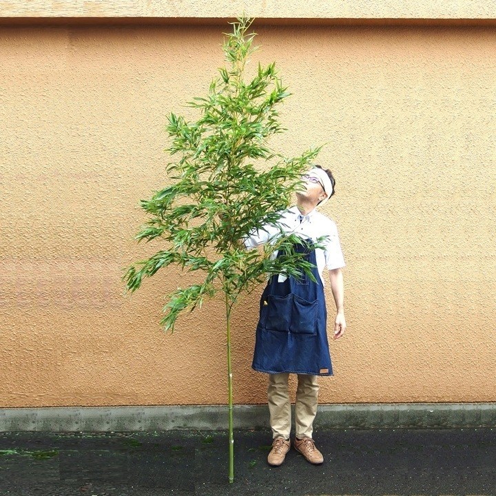 進む竹離れで国産の竹が手に入らない！？ 一生に一度のシーンに竹を