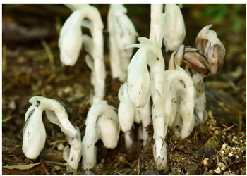 六甲高山植物園 神出鬼没？！ ギンリョウソウモドキが開花しました！