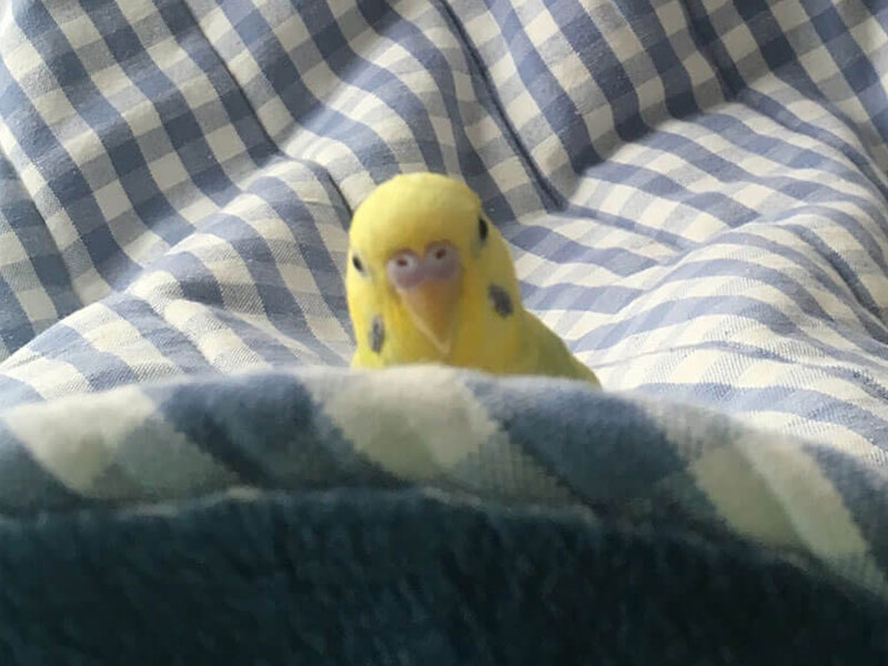 【鳥種図鑑】飼育すると溺愛してしまう！？