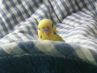 【鳥種図鑑】飼育すると溺愛してしまう！？